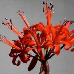 Nerine Fothergill Major