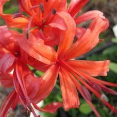 Nerine Fred Danks