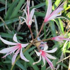 Nerine Galaxy