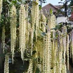 Garrya Elliptica - James Roof