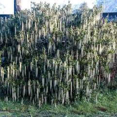 Garrya elliptica - Evie Silk Tassel Shrub