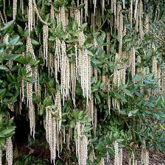 Garrya Elliptica - Silk Tassle Tree