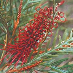 Grevillea teragonoloba hybrid 