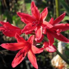 Nerine Grilse