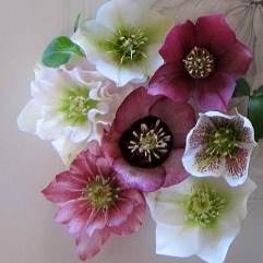 Hellebore