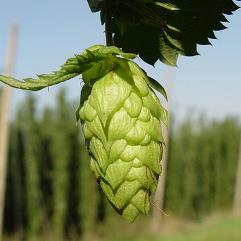 East Kent Golding Hops