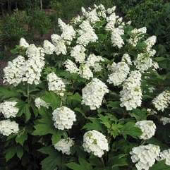 Hydrangea quercifolia 'Pee Wee'