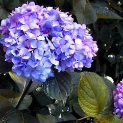 Hydrangea macrophylla 'Nigra' - Black Stem Hydrangea