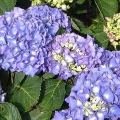 Hydrangea Macrophylla Renate Steineger