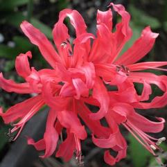 Nerine Jenny Pearce