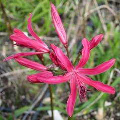 Nerine Jenny Wren