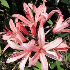 Nerine Kenilworth