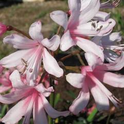 Nerine King of the Belgians