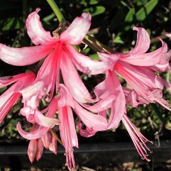 Nerine Lady Clemantine Mitford