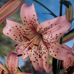 Lilium Pink Giant Tiger Lily
