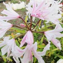 Nerine Lucinda