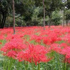 Lycoris radiata - Red Spider Lily