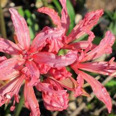 Nerine Magneta Princess