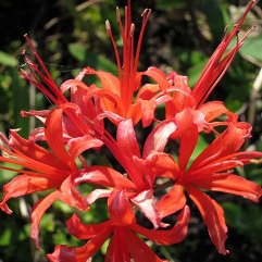 Nerine Mandarin