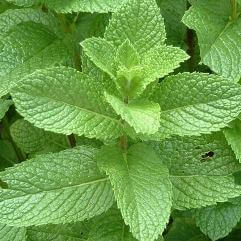 Mint Varieties