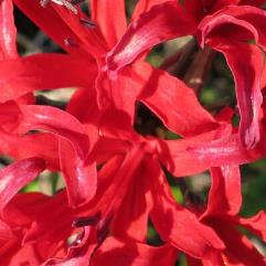 Nerine Miss E. Cator