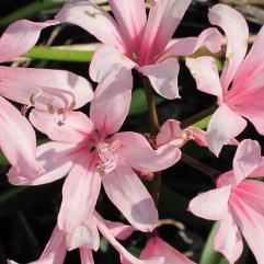 Nerine Miss Ross Elwes