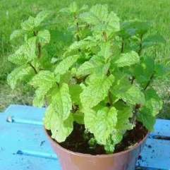 Moroccan Tea Mint