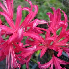 Nerine Old Rose