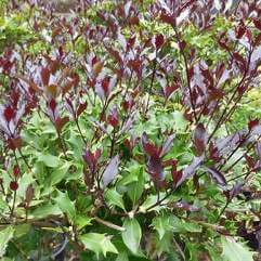 Osmanthus hetrophyllus purpurea