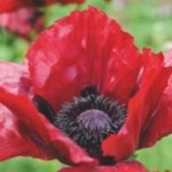 Papaver Orientalie - Bloody Mary