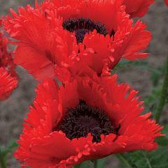 Papaver Orientalie - Can Can