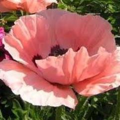 Papaver Orientalie - Pink Princess