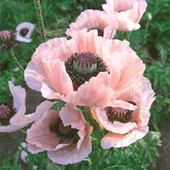 Papaver Orientalie - Zuneigung