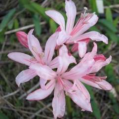 Nerine Pink Brocade