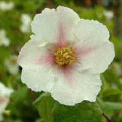 Philadelphus purpureomaculata 'Sybille'