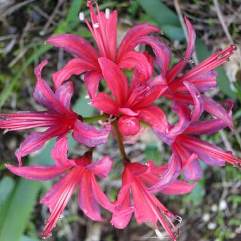 Nerine Purple Prince