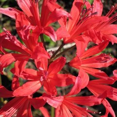 Nerine Red Emperor