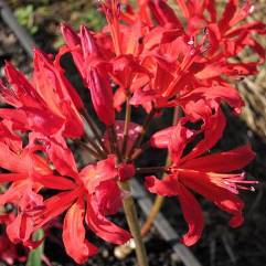 Nerine Red Wood