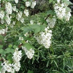Ribes sanguineum alba - Flowering Currant Shrub