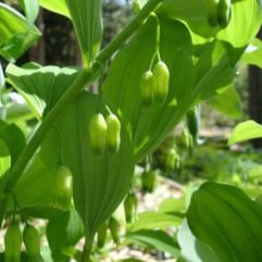 Polygonatum Speciosum