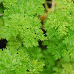 Triple Curled Parsley