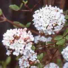 Viburnum burkwoodii - Anne Russell