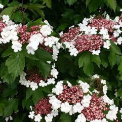 Viburnum sargentii onondaga