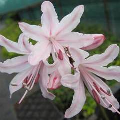 Nerine Xanthia