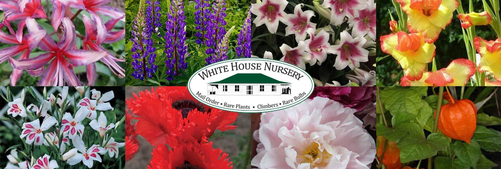 Fruit Tree Nursery Reviews Fruit Trees